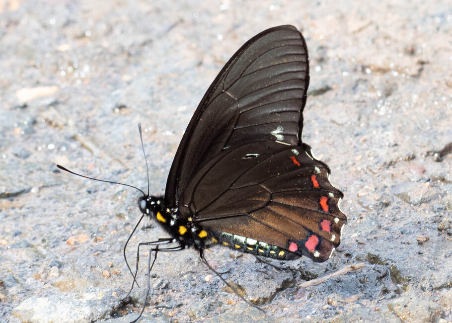 The butterfly Battus ingenuus photographed in near Guamani,Ecuador