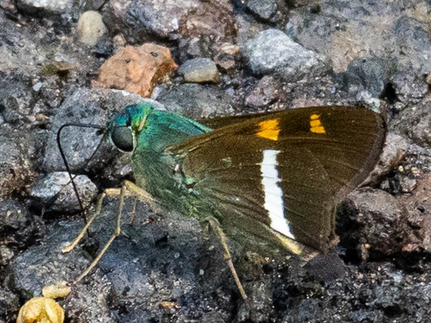 The butterfly Aguna sp. photographed in near Guamani,Ecuador