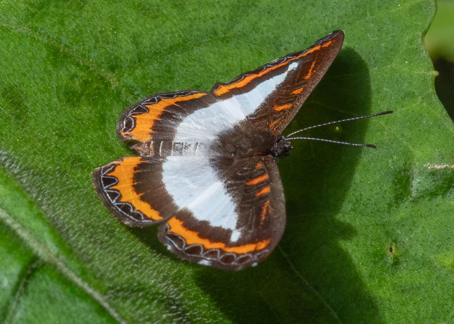 The butterfly Nymphidium carmentis photographed in Las Minas, Misahualli,,Ecuador
