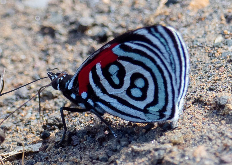 The butterfly Catagramma tolima photographed in Las Minas, Misahualli,,Ecuador