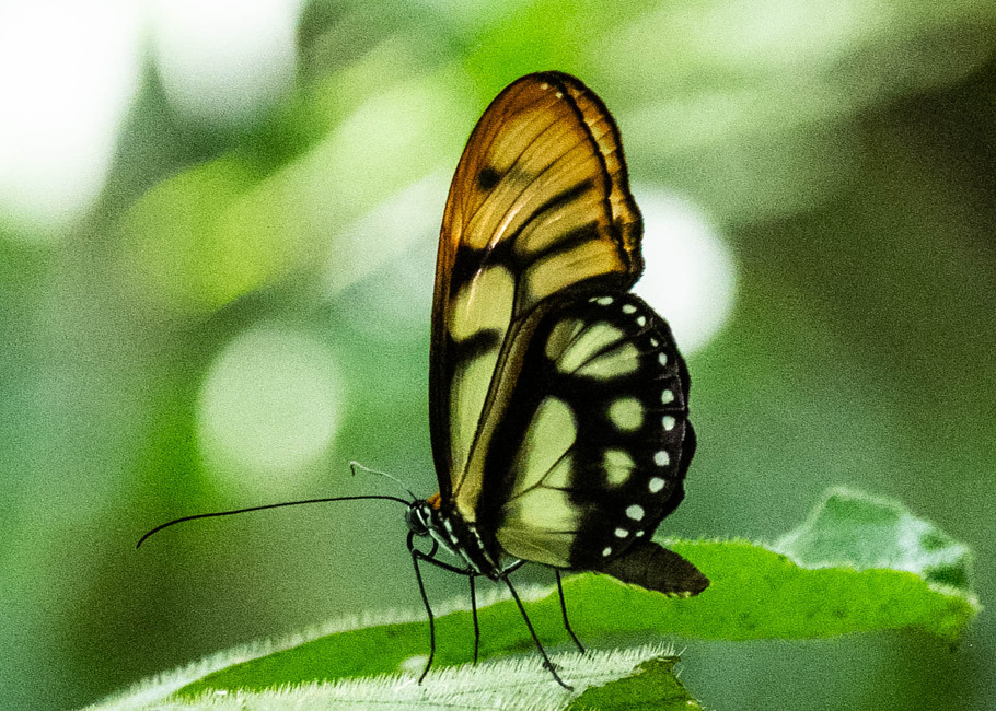 The butterfly Athesis acrisione photographed in Ishpingo Pakcha,Ecuador
