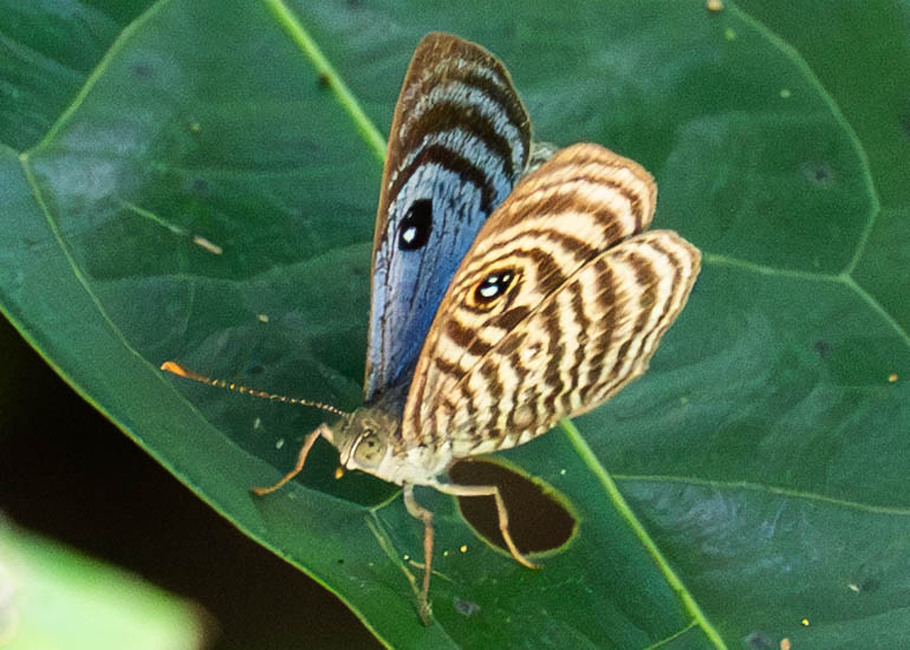 The butterfly Mesosemia ephyne photographed in Ishpingo Pakcha,Ecuador