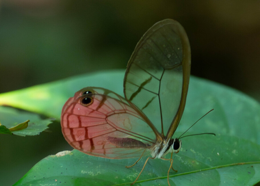 The butterfly Cithaerias aurora aurora photographed in Ishpingo Pakcha,Ecuador