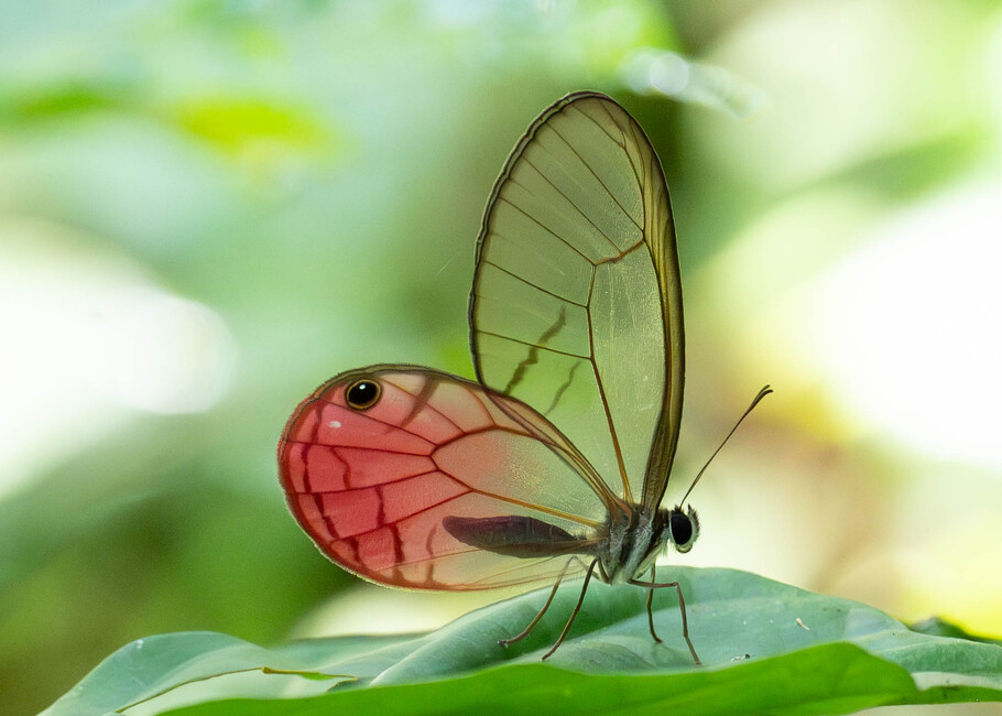 The butterfly Cithaerias cliftoni photographed in Ishpingo Pakcha,Ecuador