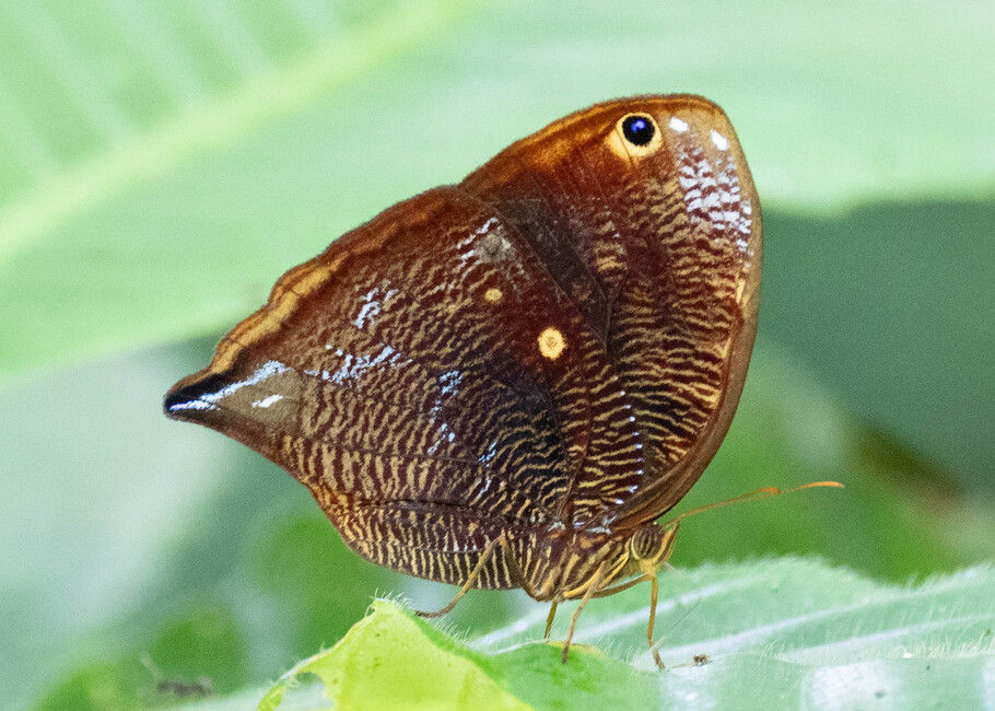 The butterfly Bia actorion photographed in Ishpingo Pakcha,Ecuador