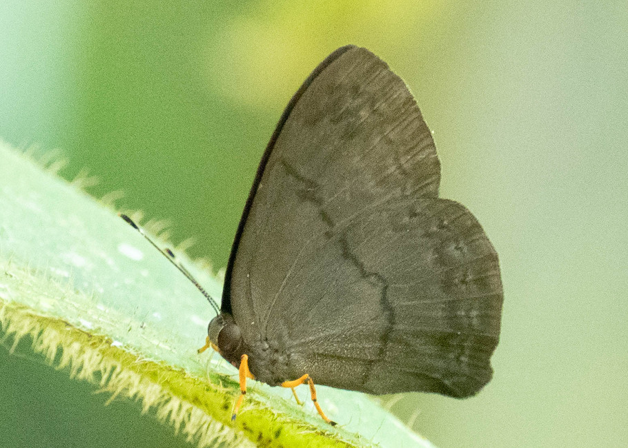The butterfly Eugelasia brevicauda photographed in Ishpingo Pakcha,Ecuador