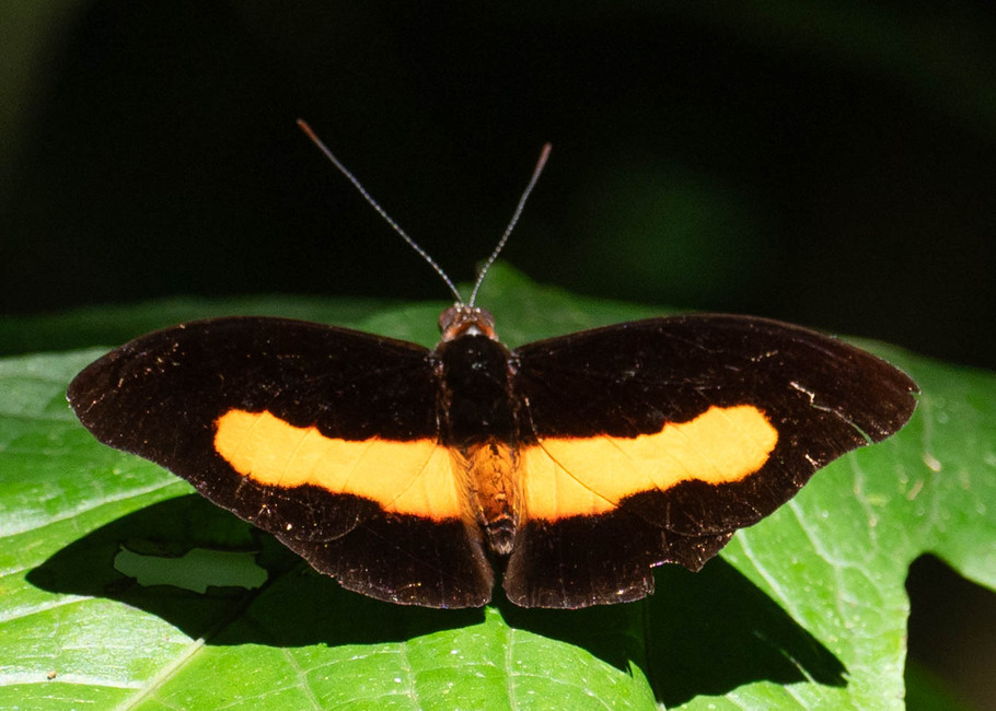 The butterfly Catonephele acontius photographed in Ishpingo Pakcha,Ecuador