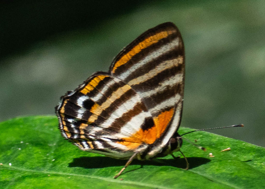 The butterfly Euselasia toppini photographed in Ishpingo Pakcha,Ecuador