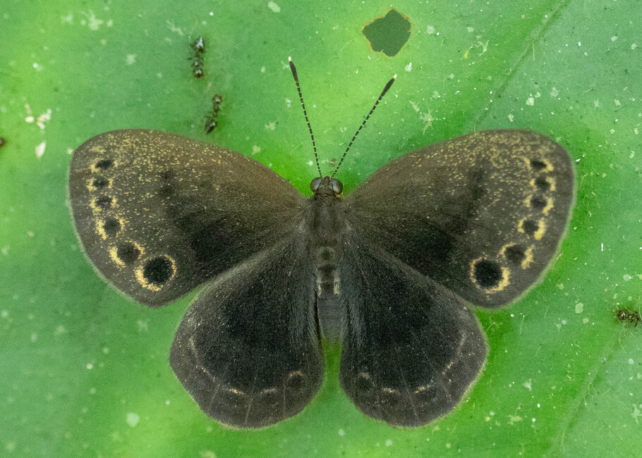 The butterfly Eunogyra satyrus photographed in Ishpingo Pakcha,Ecuador