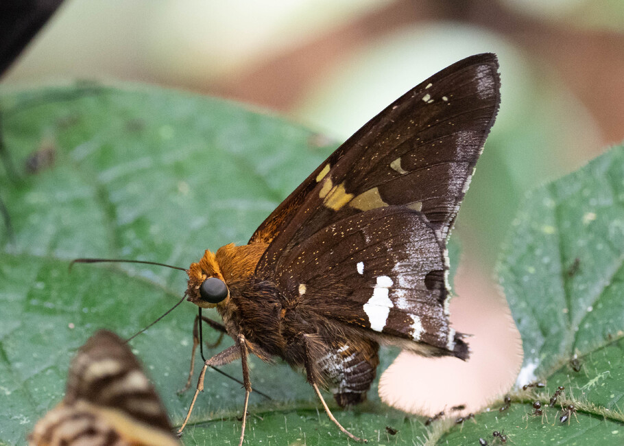 The butterfly Epargyreus sp. photographed in Ishpingo Pakcha,Ecuador