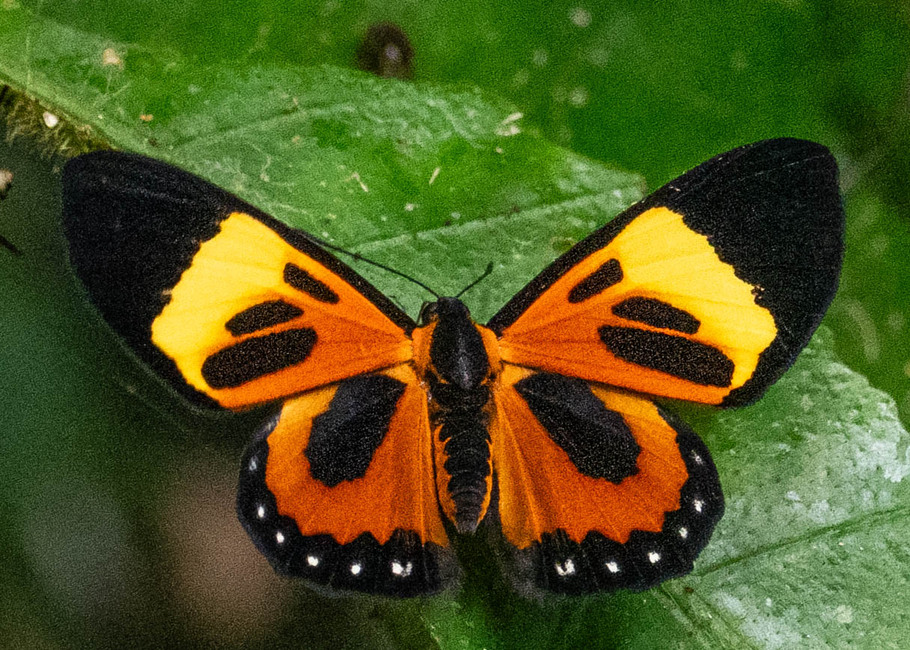 The butterfly Themone pais trivittata photographed in Ishpingo Pakcha,Ecuador