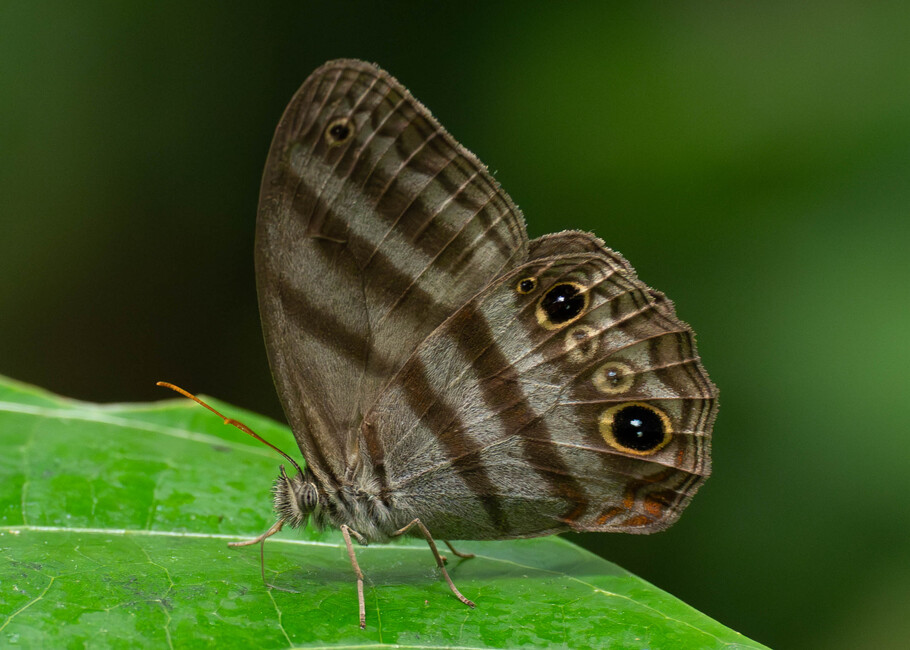The butterfly Deltaya sp. photographed in Ishpingo Pakcha,Ecuador