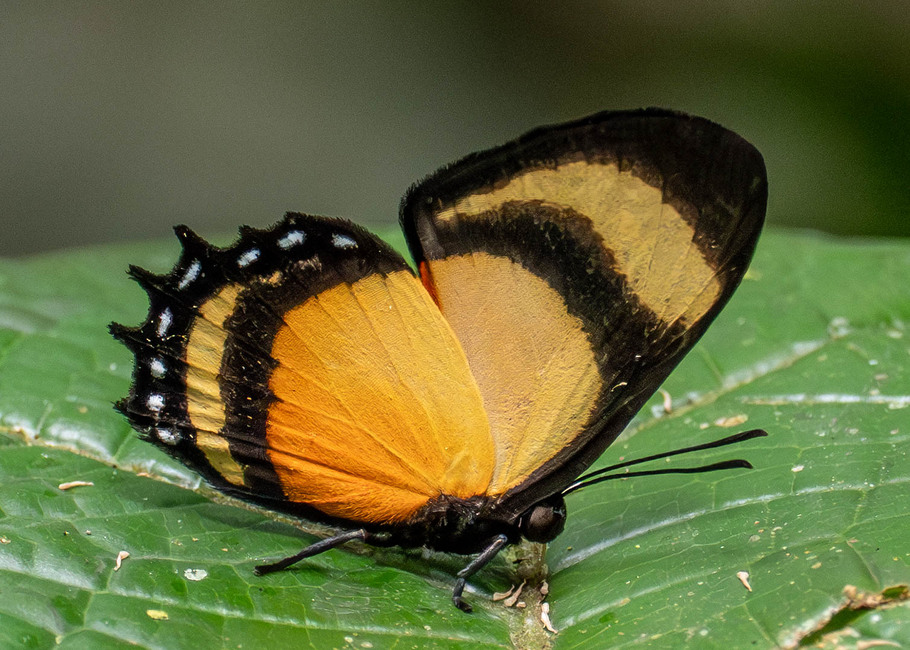 The butterfly Methone cecilia eurotias photographed in Ishpingo Pakcha,Ecuador