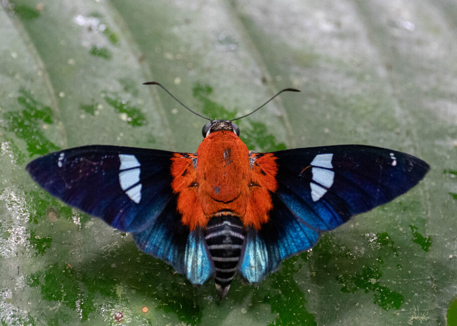 The butterfly Yanguna thelersa photographed in Ishpingo Pakcha,Ecuador