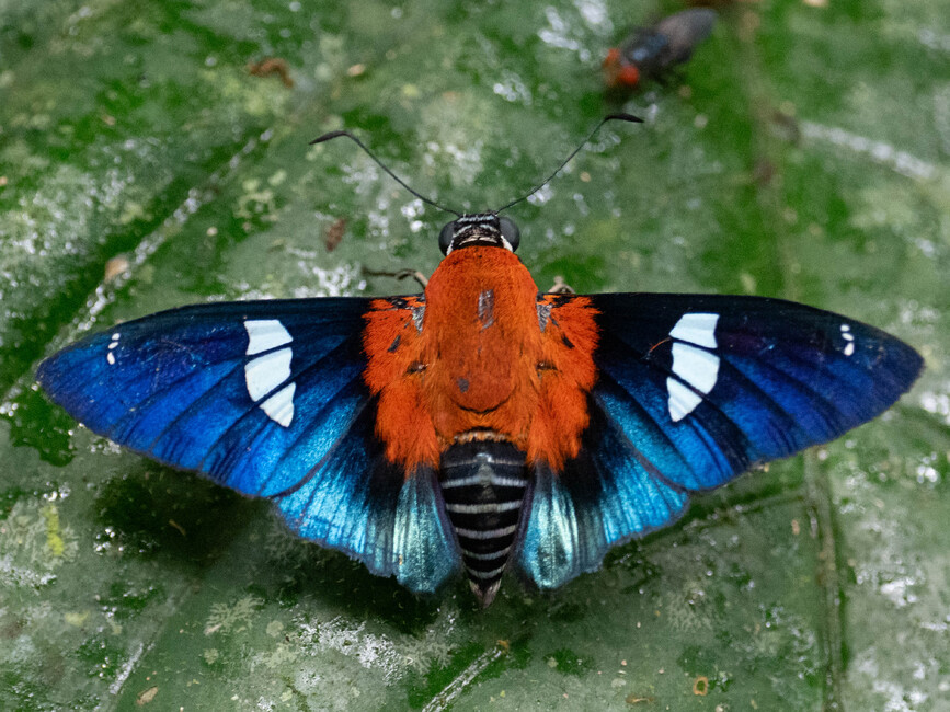 The butterfly Yanguna cometes staudingeri photographed in Ishpingo Pakcha,Ecuador