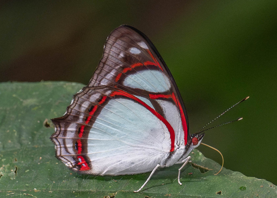 The butterfly Pyrrhogyra cf. amphiro photographed in Ishpingo Pakcha,Ecuador
