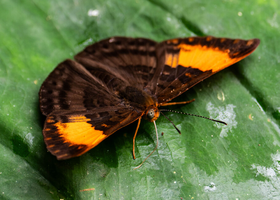 The butterfly Emesis heteroclita photographed in Ishpingo Pakcha,Ecuador