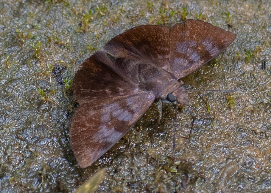 The butterfly Pellicia costimacula photographed in Ishpingo Pakcha,Ecuador