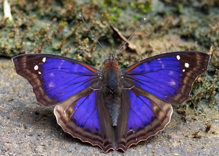The butterfly Doxocopa agathina photographed in Ishpingo Pakcha,Ecuador