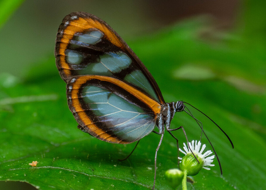The butterfly Oleria gunilla lota photographed in Carachupa Pakcha,Ecuador