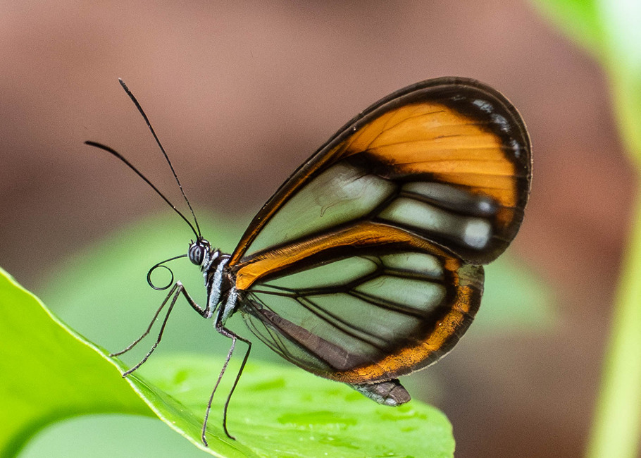 The butterfly Pseudoscada florula aureola photographed in Carachupa Pakcha,Ecuador
