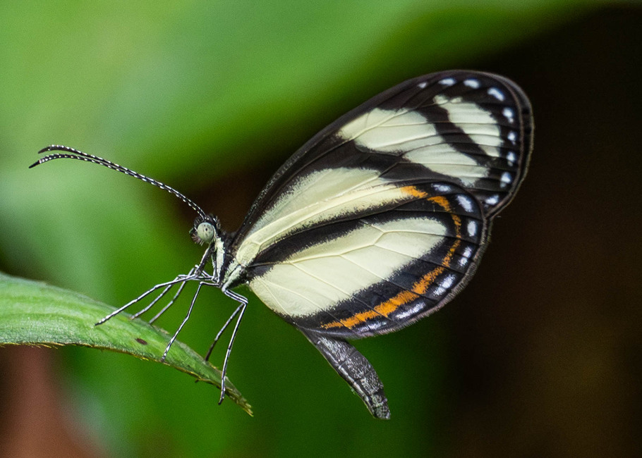 The butterfly Moschoneura pinthous monica photographed in Carachupa Pakcha,Ecuador