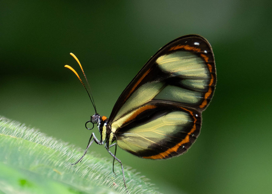 The butterfly Ithomia salapia salapia photographed in Carachupa Pakcha,Ecuador