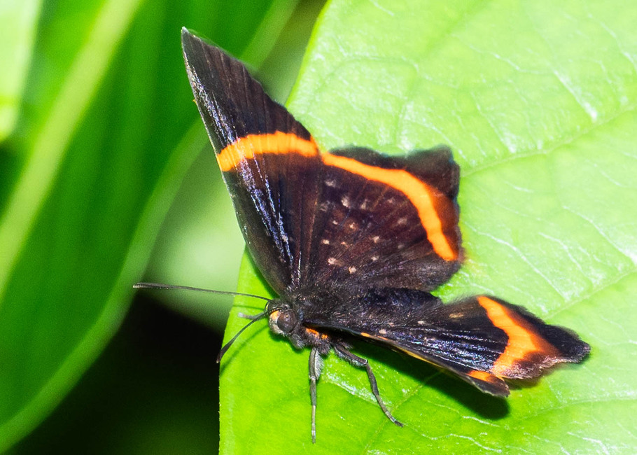 The butterfly Riodina lysippus photographed in ila Kucha  Laguna de Taracoa,Ecuador