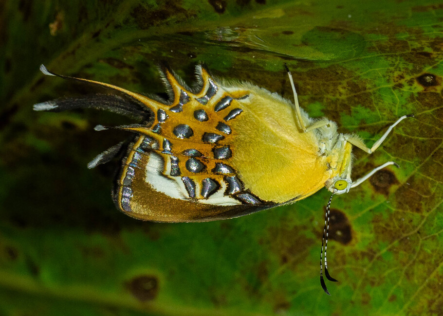The butterfly Helicopis cupido photographed in Comunitario Ila Kucha,Ecuador