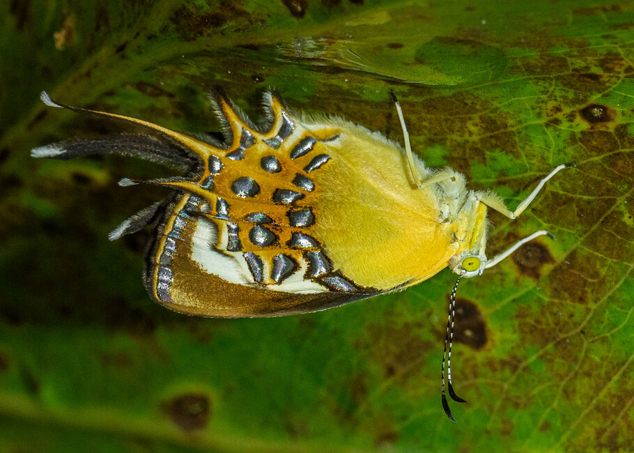 The butterfly Helicopis cupido photographed in ila Kucha Laguna de Taracoa,Ecuador