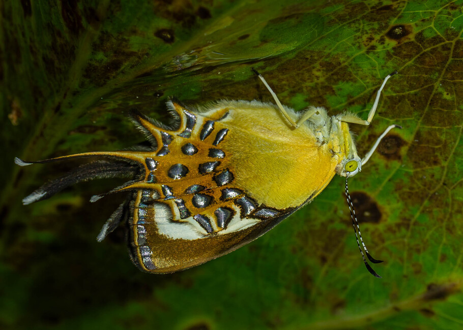 The butterfly Helicopis cupido photographed in Comunitario Ila Kucha,Ecuador