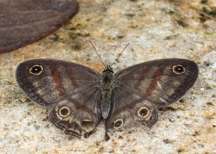 The butterfly Euptychia granatina photographed in Comunidad Apuya,Ecuador