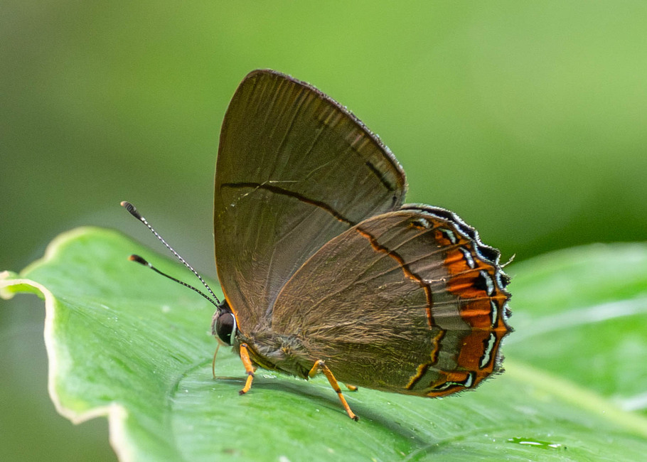 The butterfly Pelolasia pelor/pellonia photographed in Comunidad Apuya,Ecuador