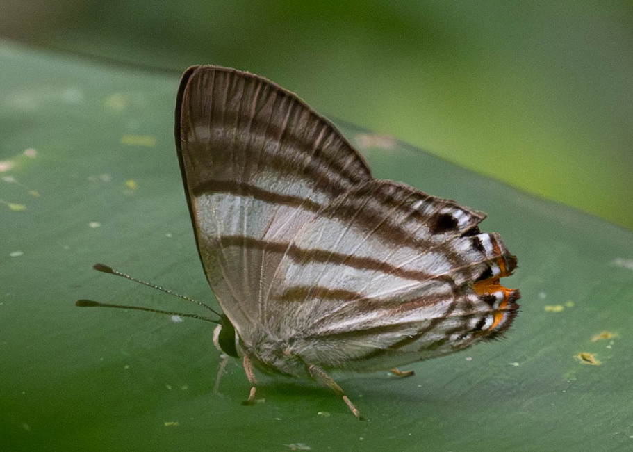 The butterfly Pelolasia hahneli photographed in Comunidad Apuya,Ecuador
