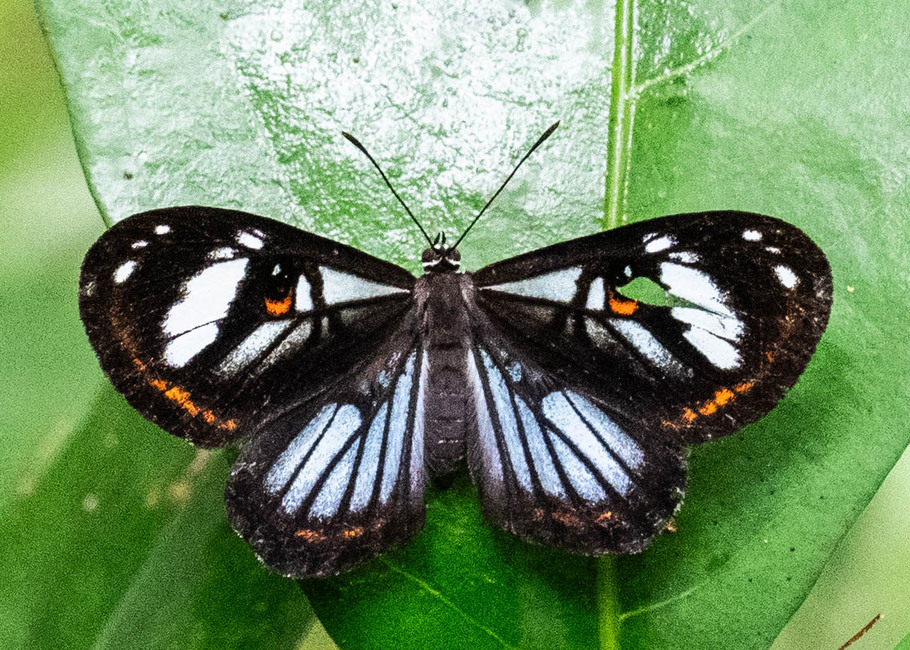 The butterfly Teratophthalma phelina phelina photographed in Comunidad Apuya,Ecuador