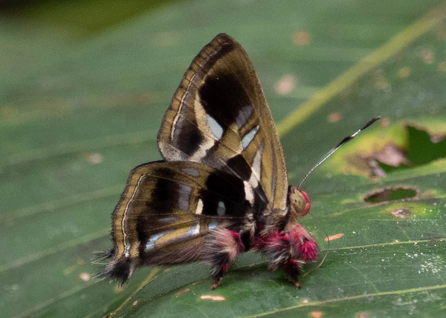The butterfly Anteros renaldus photographed in Comunidad Apuya,Ecuador