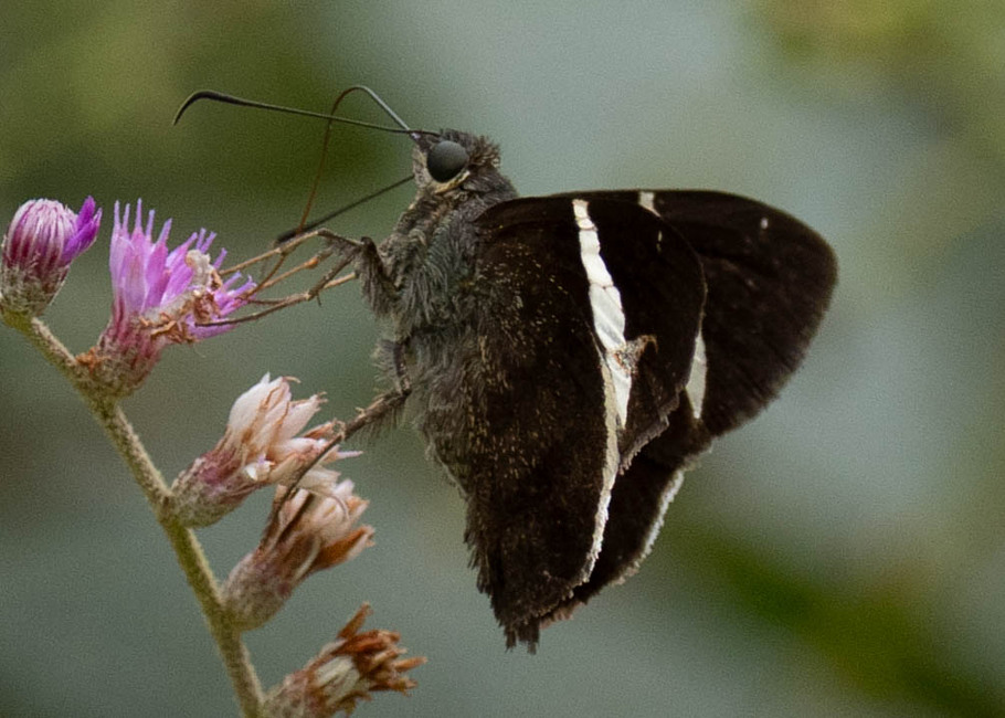 The butterfly Cecropterus longipennis photographed in Carachupa Pakcha,Ecuador