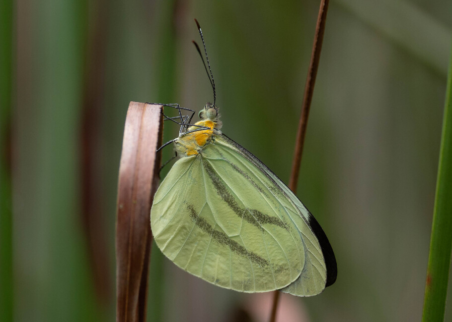 The butterfly Enantia lina photographed in Comunidad Apuya,Ecuador