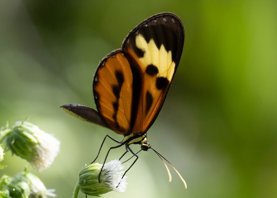 The butterfly Ceratinia tutia photographed in Comunidad Apuya,Ecuador