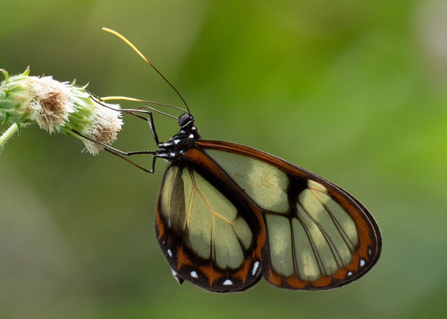 The butterfly Godyris zavaleta matronalis photographed in Comunidad Apuya,Ecuador