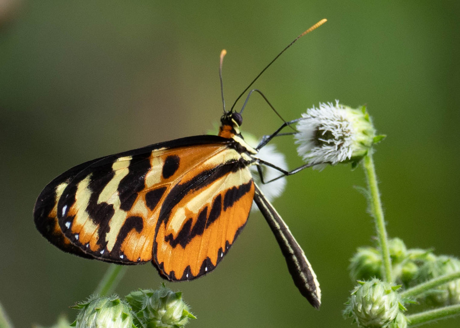 The butterfly Mechanitis polymnia eurydice photographed in Comunidad Apuya,Ecuador
