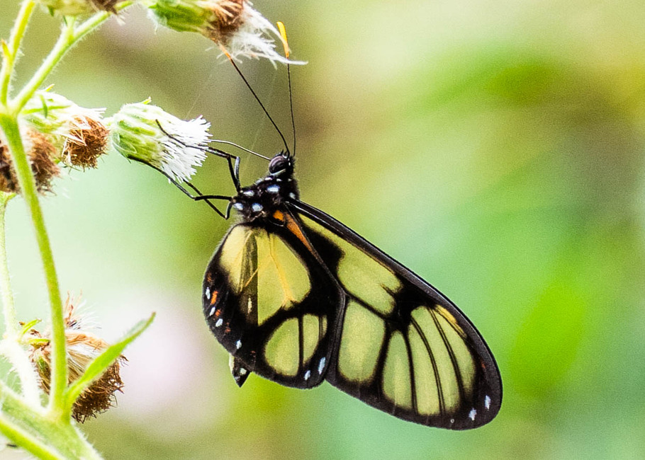 The butterfly Callithomia lenea zelie photographed in Comunidad Apuya,Ecuador