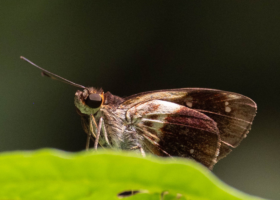 The butterfly Justinia phaetusa photographed in Comunidad Apuya,Ecuador