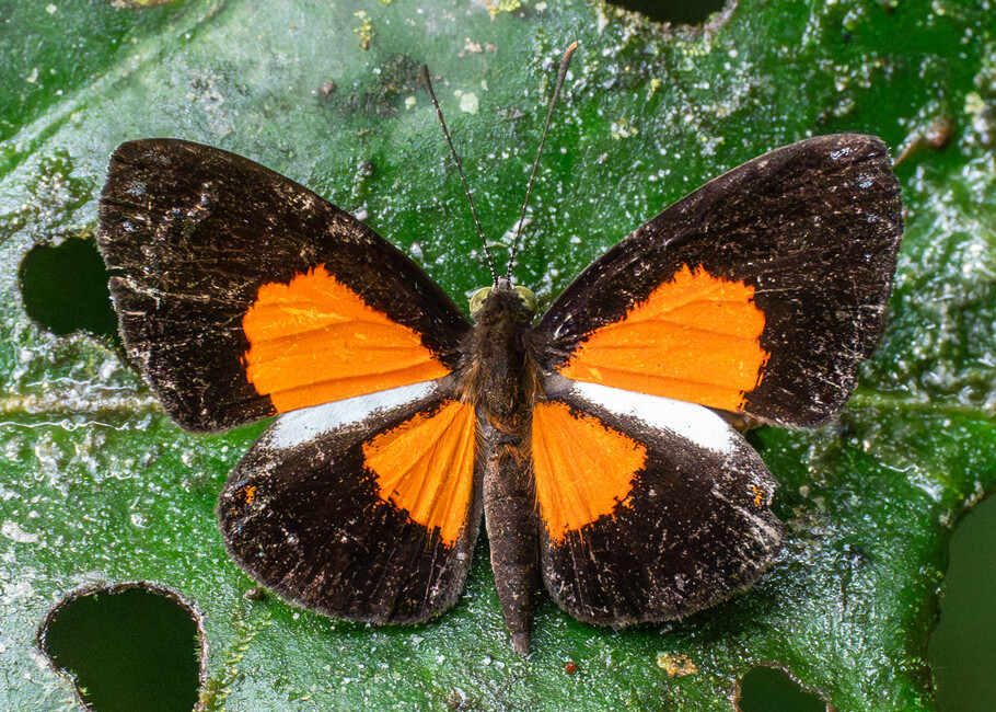 The butterfly Cariomothis erythromelas erythromelas photographed in Comunidad Apuya,Ecuador