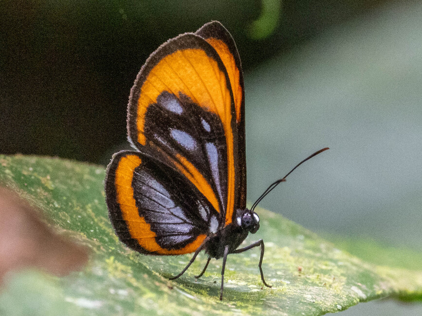 The butterfly Ithomeis aurantiaca mimica photographed in Comunidad Apuya,Ecuador