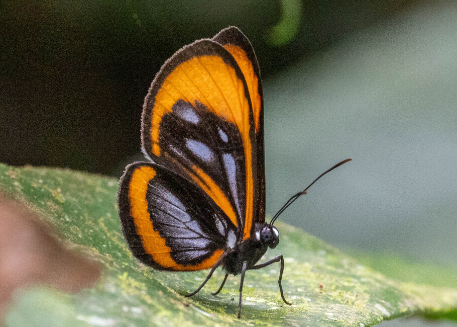 The butterfly Ithomeis aurantiaca mimica photographed in Comunidad Apuya,Ecuador