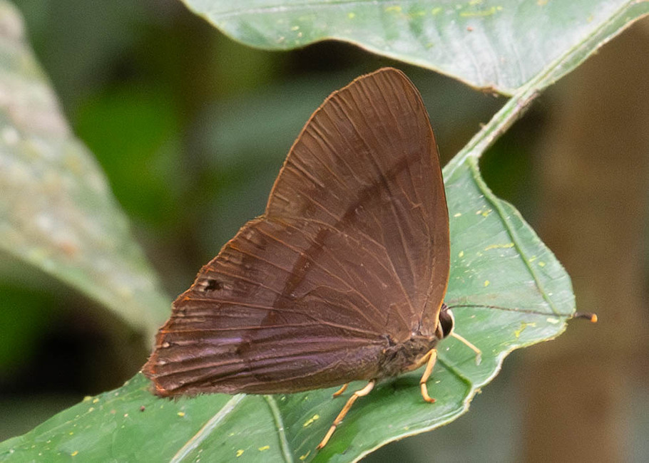 The butterfly Marmessus extensa photographed in Comunidad Apuya,Ecuador
