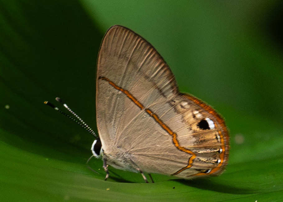 The butterfly Myselasia crinon photographed in Comunidad Apuya,Ecuador