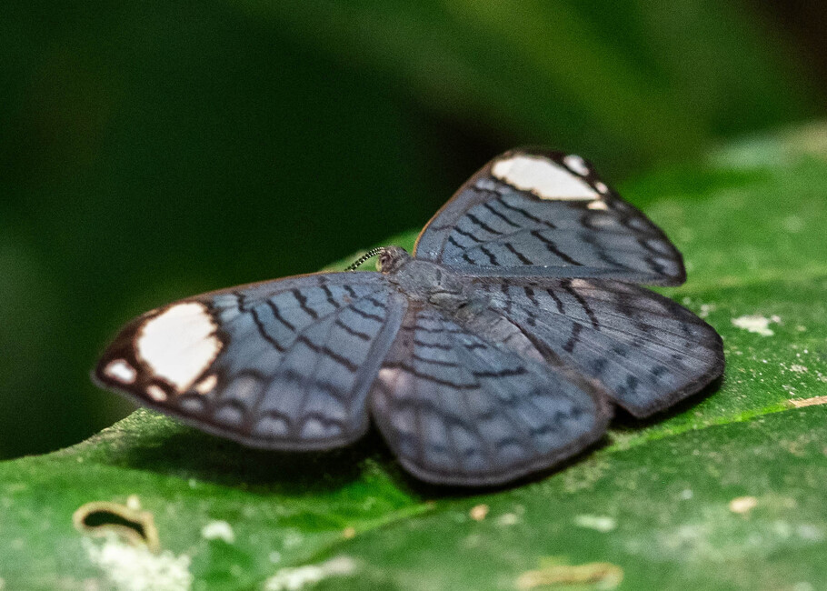 The butterfly Emesis lucinda photographed in Comunidad Apuya,Ecuador