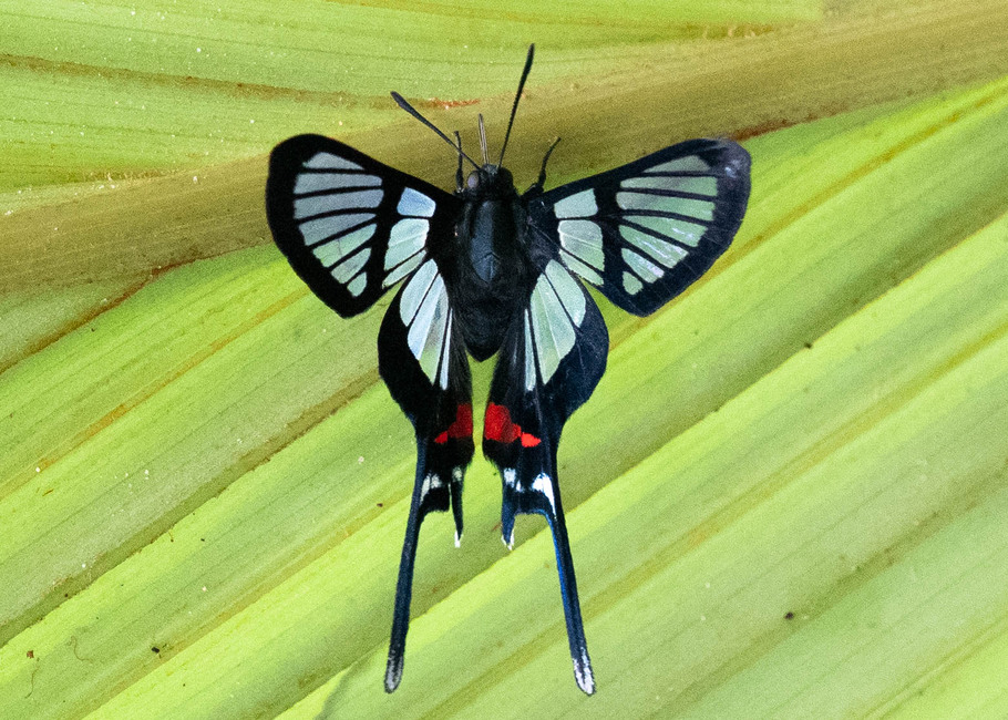 The butterfly Chorinea batesii photographed in Comunidad Apuya,Ecuador